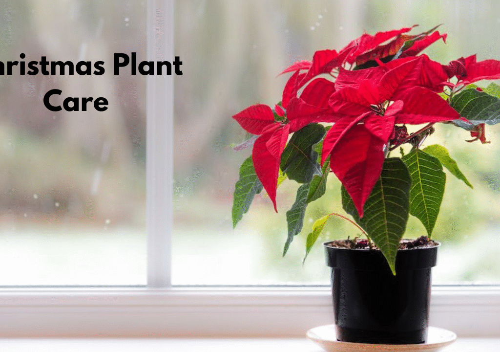 Christmas Plant Care