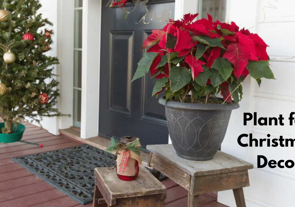 Plant for Christmas Decor