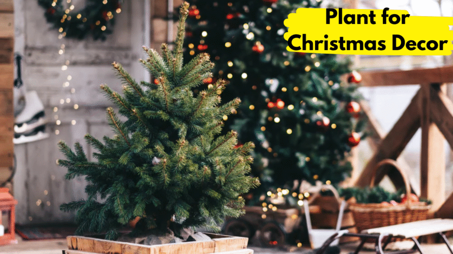 Plant for Christmas Decor