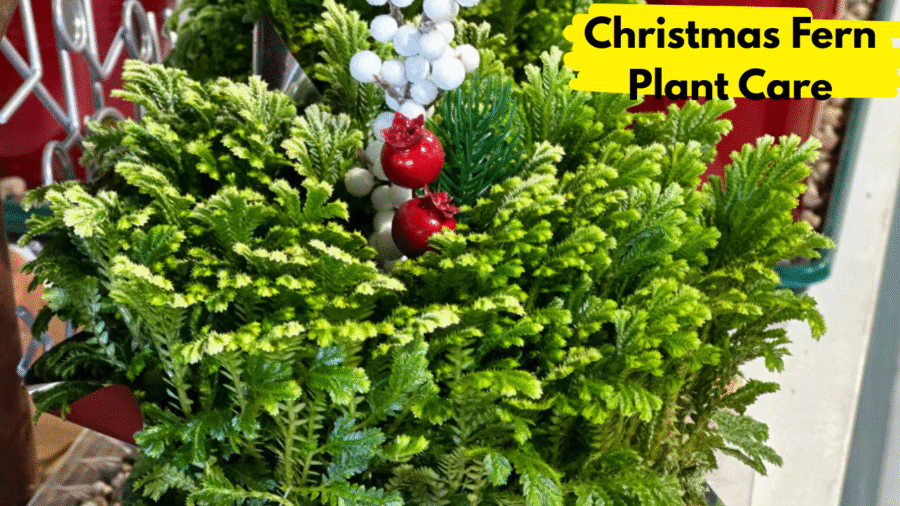 Christmas Fern Plant Care