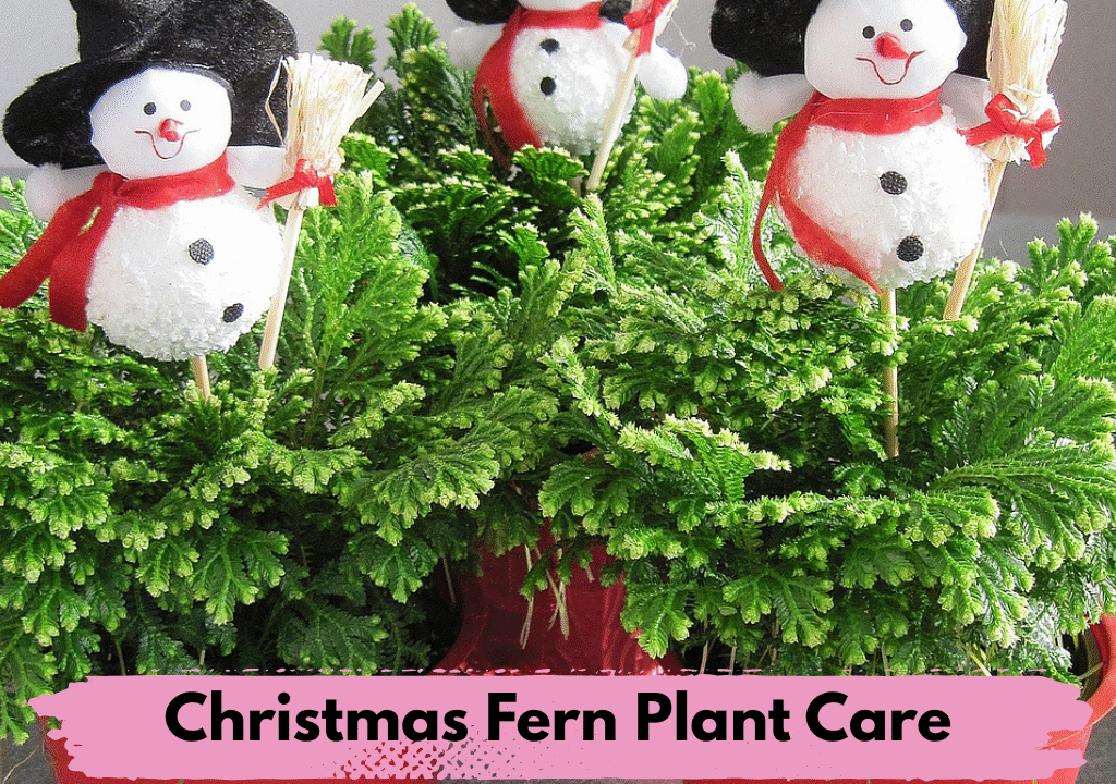 Christmas Fern Plant Care