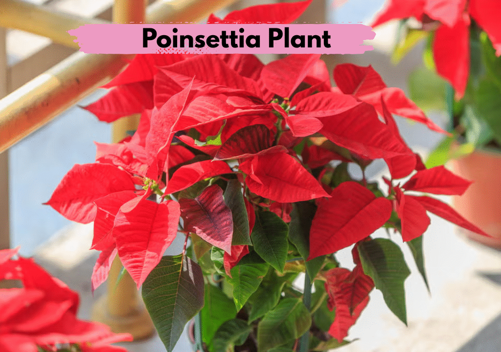 Growing and Caring for Your Poinsettia Plant