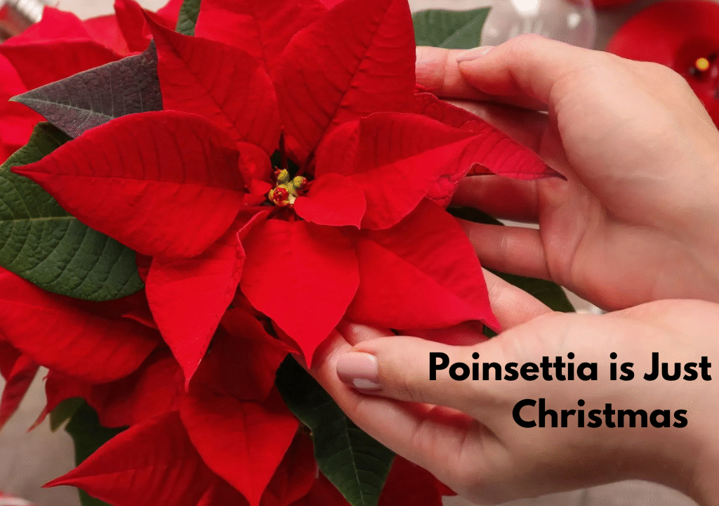 Poinsettia is Just for Christmas