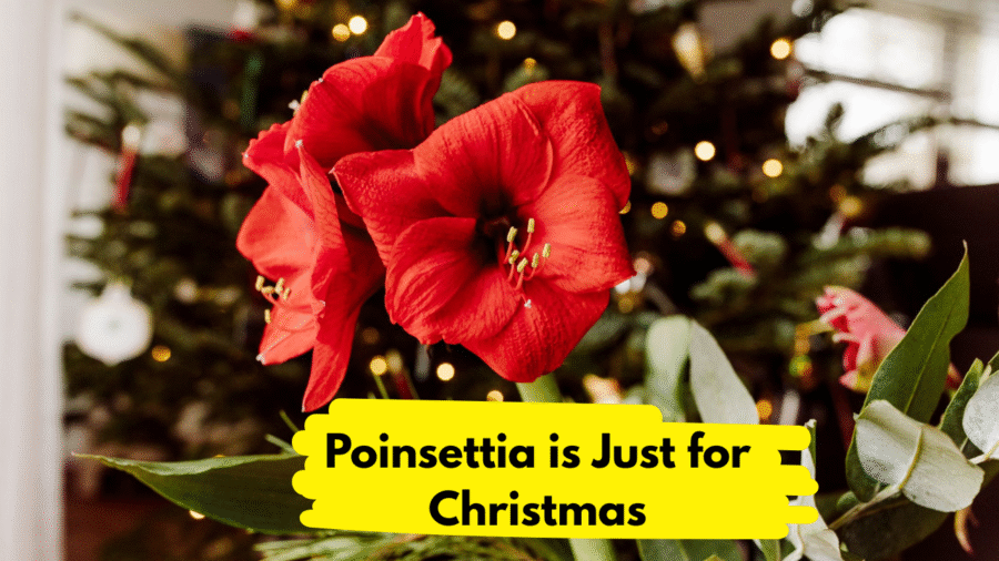 Poinsettia is Just for Christmas