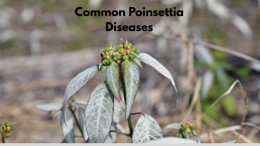 Common Poinsettia Diseases