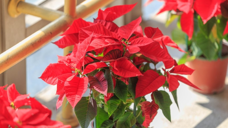 Christmas Flower