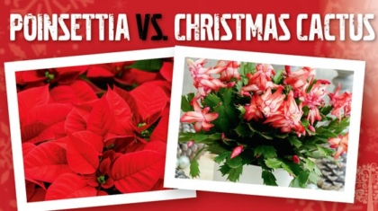 Poinsettia vs. Christmas Fern