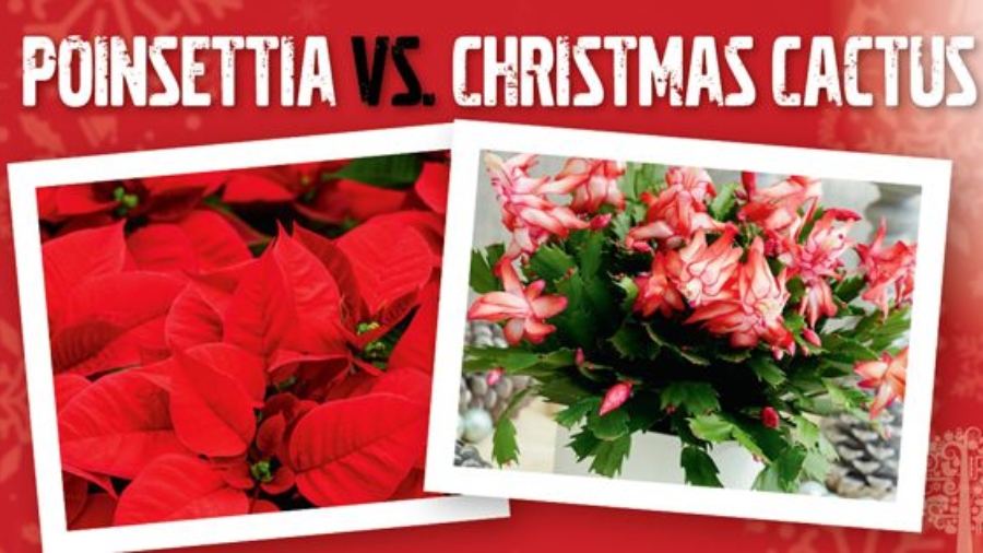 Poinsettia vs. Christmas Fern