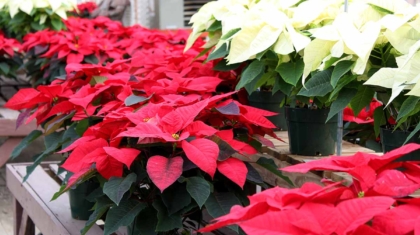The Science of Poinsettia Bracts