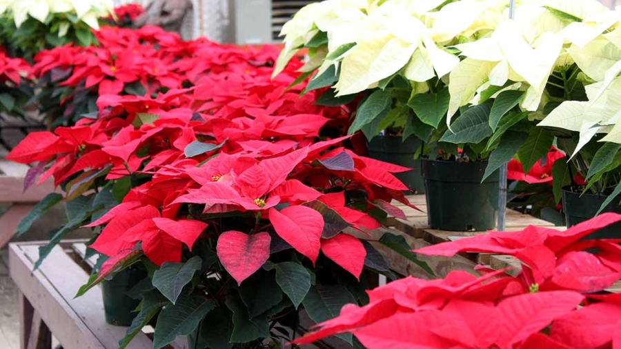 The Science of Poinsettia Bracts