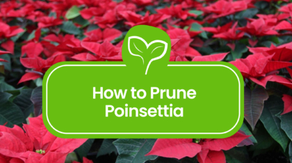 Prune Your Poinsettia
