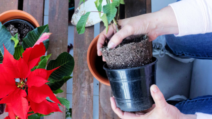 Propagate Poinsettia Plant