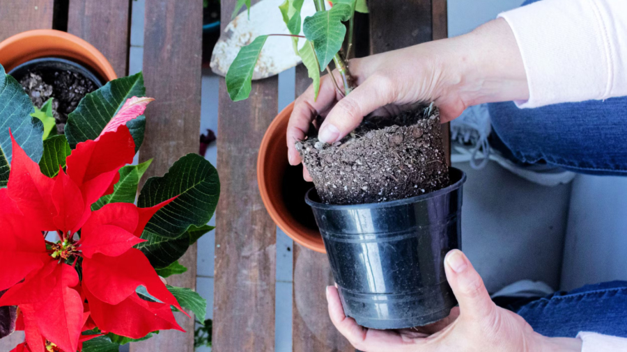 Propagate Poinsettia Plant