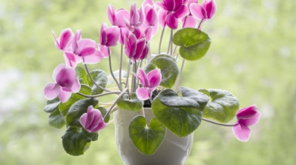 Cyclamen
