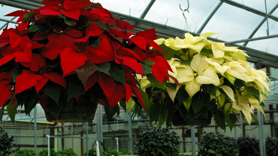 Poinsettia Pest Management
