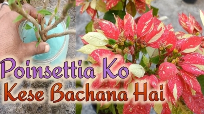 Poinsettia Fertilizer Requirements