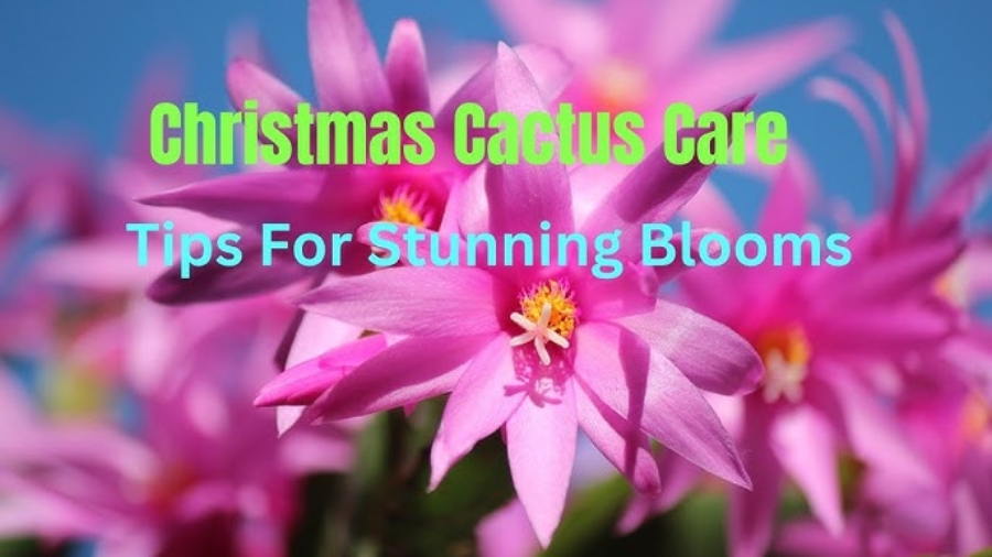 Christmas Cactus Care