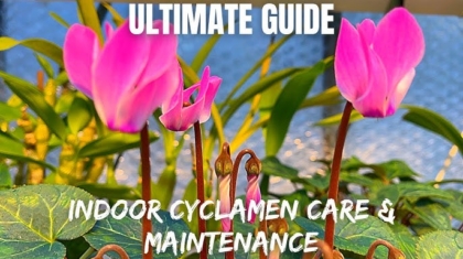Guide to Cyclamen Care