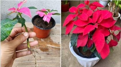 Poinsettia Plants