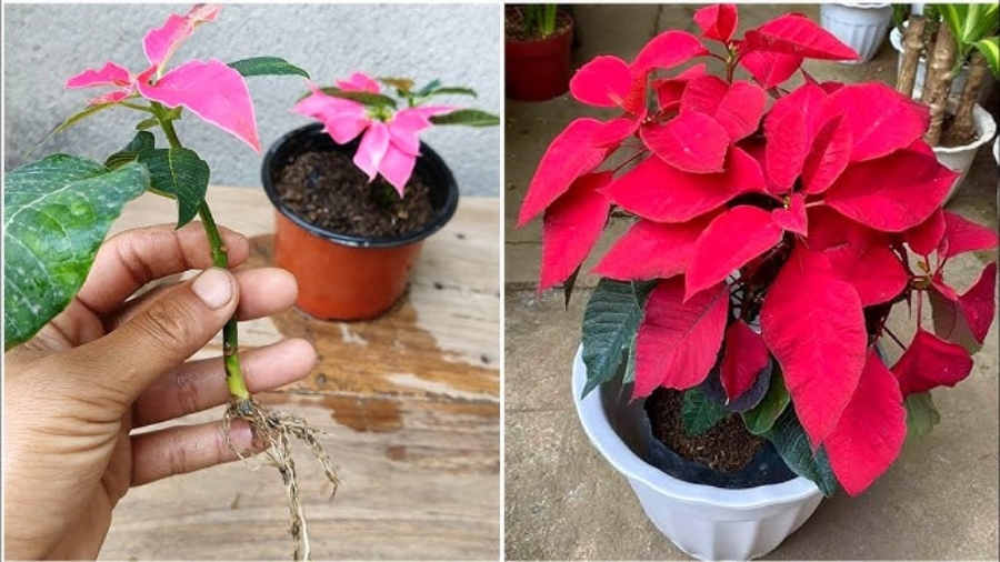 Poinsettia Plants