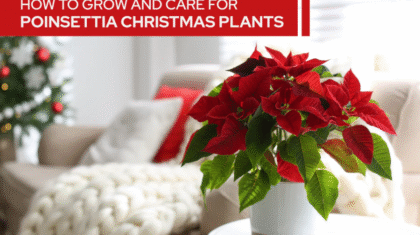 Poinsettia