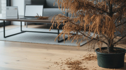 Christmas Tree Last Without Water