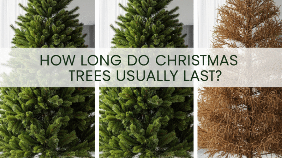 How Long Do Christmas Trees Usually Last?